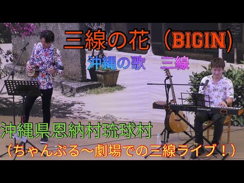三線の花（BIGIN)　沖縄の歌　三線　沖縄県恩納村琉球村（ちゃんぷる～劇場での三線ライブ！）