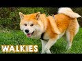 AKITA INU - How A Typical Walk With A Japanese Akita Looks Like | Walkies With My Dog Yuki | 秋田犬