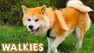 AKITA INU - How A Typical Walk With A Japanese Akita Looks Like | Walkies With My Dog Yuki | 秋田犬