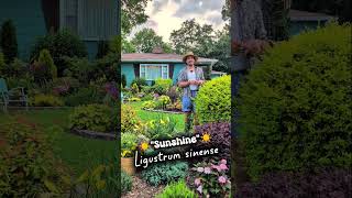 ☀️ SUNSHINE ☀️ Ligustrum - a great landscape shrub! Bright GARDEN COLOR 🌈