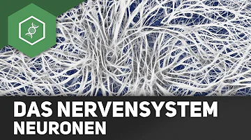 Haben Schwämme ein Nervensystem?