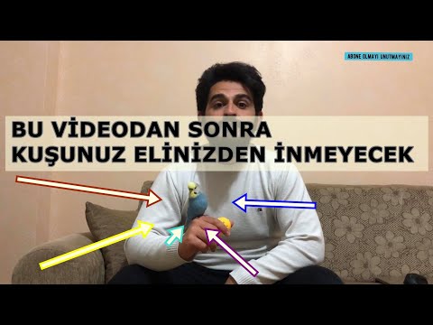 Video: Kuşunuzu Getirmek Ve Diğer Harika Hileler İçin Eğitmek