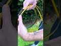 🔌 How to wrap and store and extension cord so it doesn’t tangle! #HomeTips
