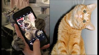 Funny animals  Funny cats  funny videos cat videos приколы коты смешные коты 