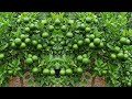 🌿Top Gardening Expert Reveals FASTEST Way to Grow LEMON TREES