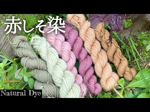 草木染 染色歳時記 草木染 染色歳時記 草木染染色歳時記 | 山崎 青樹 |本 | 通販