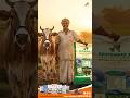 ஆதேஷ்வர் XL தீவனம்: பாலும் உயரும், மாடும் வளரும்! | Adheshwar XL #cattlefeed #farming #dairyfarming