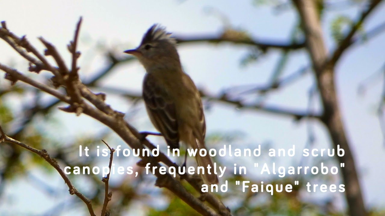 Grey-and-White Tyrannulet - Peru Dry Forest Biodiversity - EcoSwell