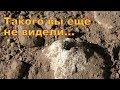 такого вы ещё с мухой не видели