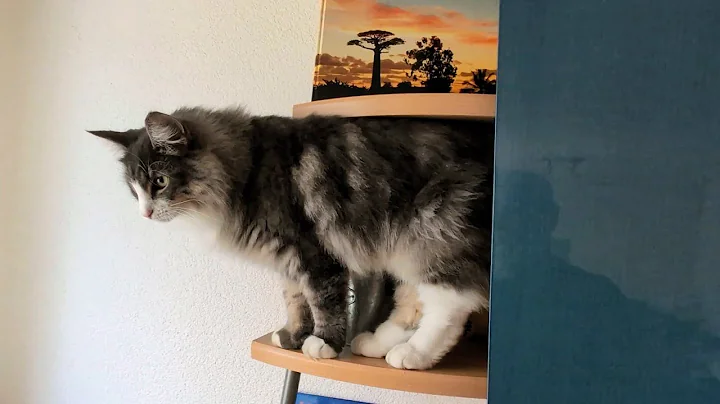 Video 11872121: norwegian forest cat, cat home