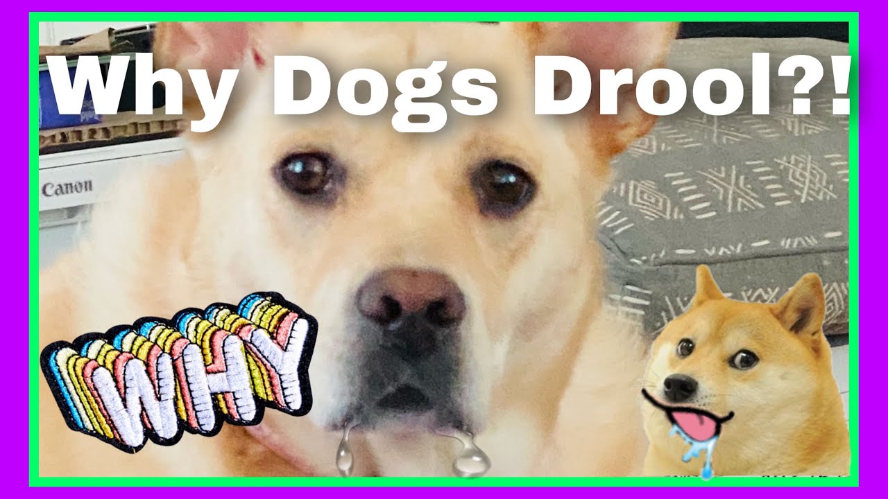 Why Dogs Drool? | Cause Of Drooling | Famtayo # 42