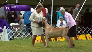 Mastiffs | Breed Judging 2022