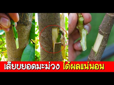 คำภีร์เกษตร : เรื่อง การเสียบยอดมะม่วง