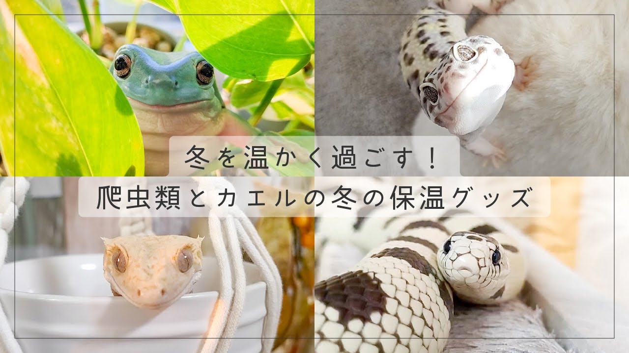 冬を温かく過ごす！爬虫類とカエルの冬の保温グッズ