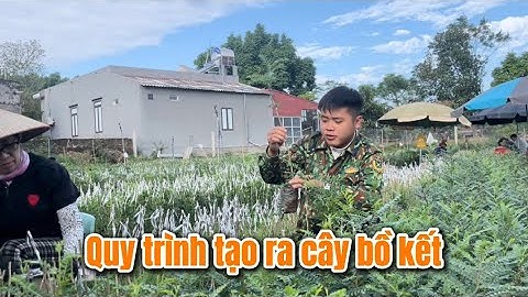 Quy trình tạo ra cây giống bồ kết ghép