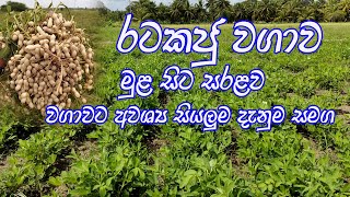 රටකජු වගාව පිළිබඳ මුල සිට සරලව / රටකජූ වගාව / Ground nut cultivation / Ratakaju Wagawa Sinhala