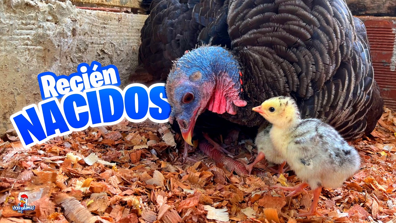 Organizando la CASA de los Pavitos recién nacidos 🦃🐥 ¡Quedó perfecta!