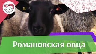 Романовская овца. Особенности породы, уход на ilike.pet Романовская овца. Особенности породы, уход на ilike.pet