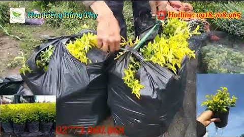 chuỗi ngọc vàng , làng hoa kiểng Sa Đéc Đồng Tháp