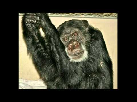 Video: Chimpansee Uit 'Tarzan'-films Uit 1930 Dood Op 80 At