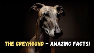 The Greyhound - Amazing Facts!  🐕🐕‍🦺