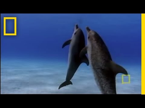 Video: How Dolphins Punish Their Young