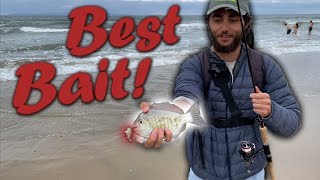 Fishing The Surf With Sand Crabs
