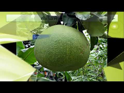 วีดีโอ: สภาพการปลูกส้มโอเซจ: การดูแลต้นส้มโอเซจ
