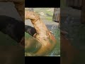 Suddenly Attack in Arthur 4k Graphics