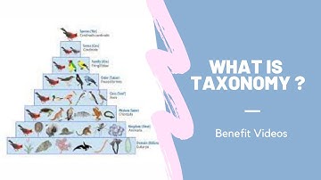What Is Taxonomy ?