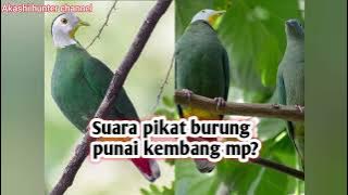 Suara pikat burung punai kembang/walik kembang mp3