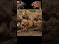 Brutal Battle: Hyenas Gang Up on a Female Lion #shorts #animals