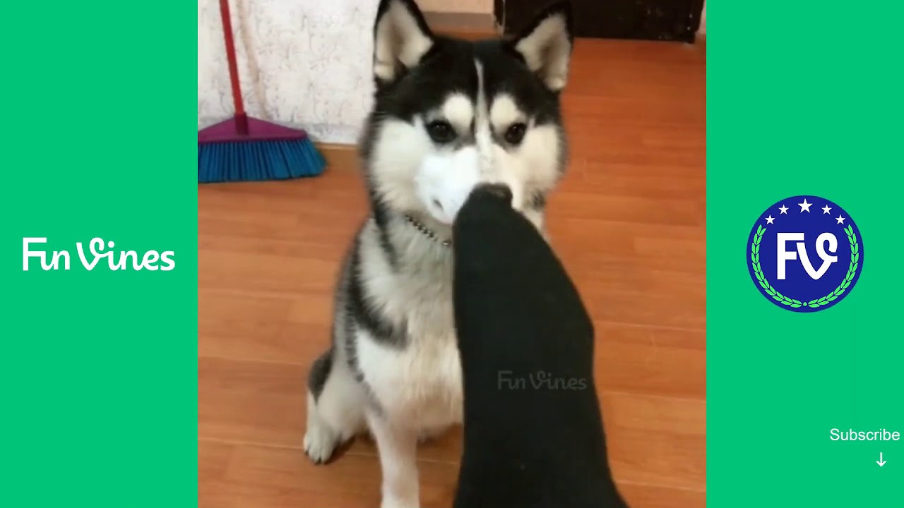 Dogs smell socks and cover their noses Fun Videos Compilation P36
