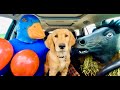 Rubber Ducky Surprises Puppy With Car Ride Chase!