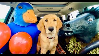 Rubber Ducky Surprises Puppy With Car Ride Chase!