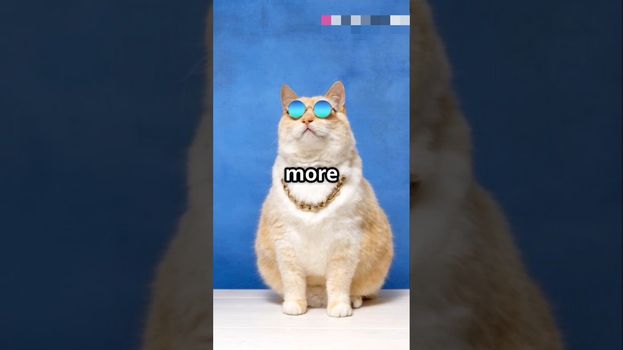 the most arrogant cat ever 