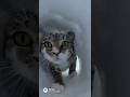 PRINCESS MEOW MEOW snow day fun #cat #funny #cute #kitty #viral #fyp #foryou #snow #pets #caddyshack