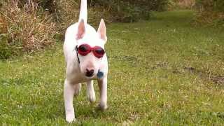Bull Terrier In Goggles