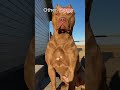 Other Dog vs This Dog || #dogshorts