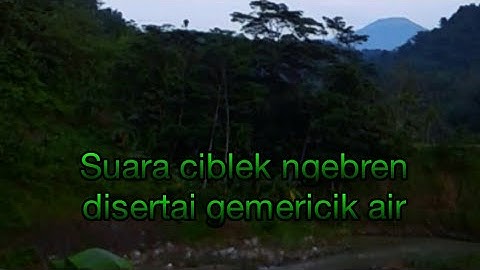 Suara Ciblek Ngebren Disertai Gemericik Air Cocok Untuk Pancingan Burung Yang Macet Bunyi
