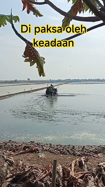 di paksa oleh keadaan #shortvideo #katakatabijak #motivation