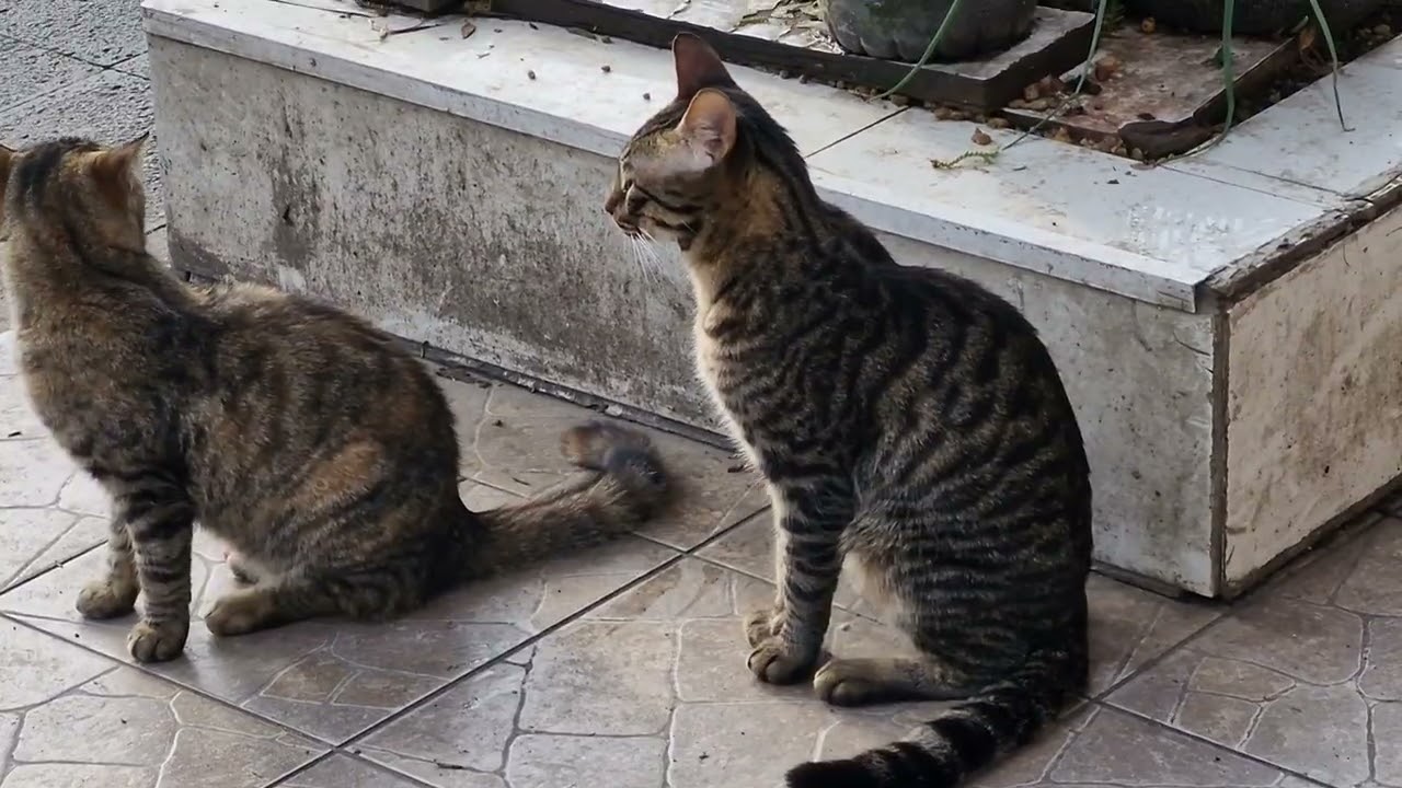 Mr cat boncuk  sosyal kedi