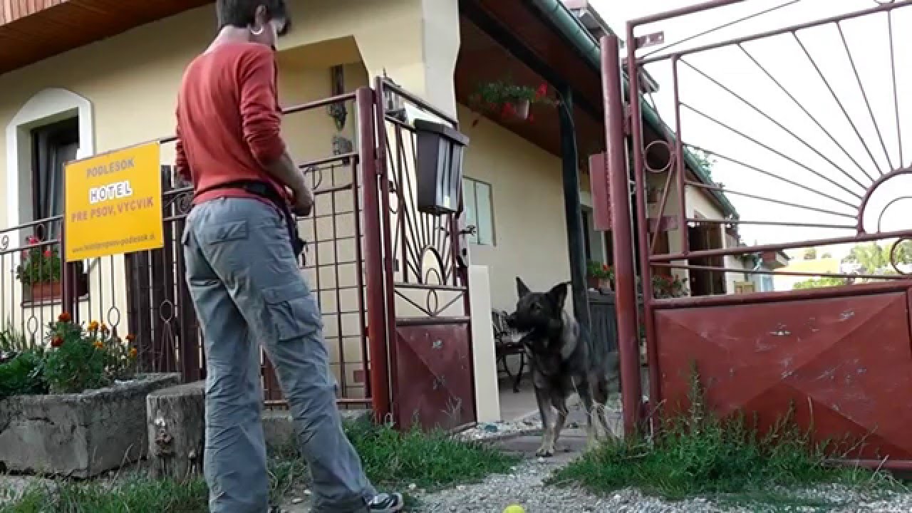 Výchova psa: Zostať doma (nevybehnúť z dvora/ z bytu)