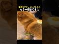 柴犬をブラッシングしたらもう一匹出てきた