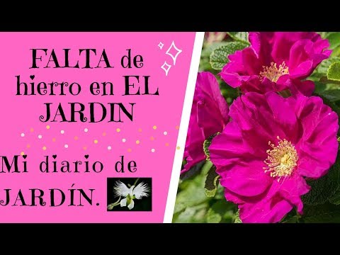 Video: Deficiencias de hierro en plantas de rosas: información sobre el tratamiento de una deficiencia de hierro en rosas