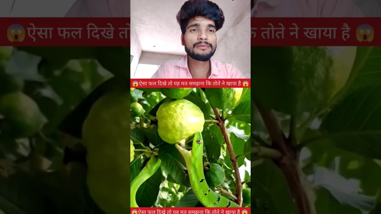 कोई भी ऐसा फल हो तो इसका मतलब यह नहीं तोते ने खाया है 😱✅ #YouTube #video #creator #reels