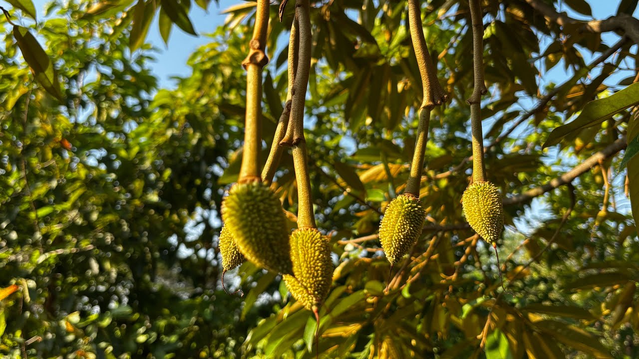 ตามดูผลอ่อน ทุเรียนโคก 3 ต้น