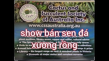 Show bán sen đá và xương rồng tại melb úc