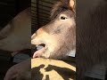 Bruno got the yawns #minihorse #miniaturehorse #horse #fyp #cute