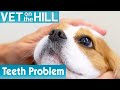 🐶 Dog Needs Tooth Operation | FULL EPISODE | S01E07 | Vet On The Hill